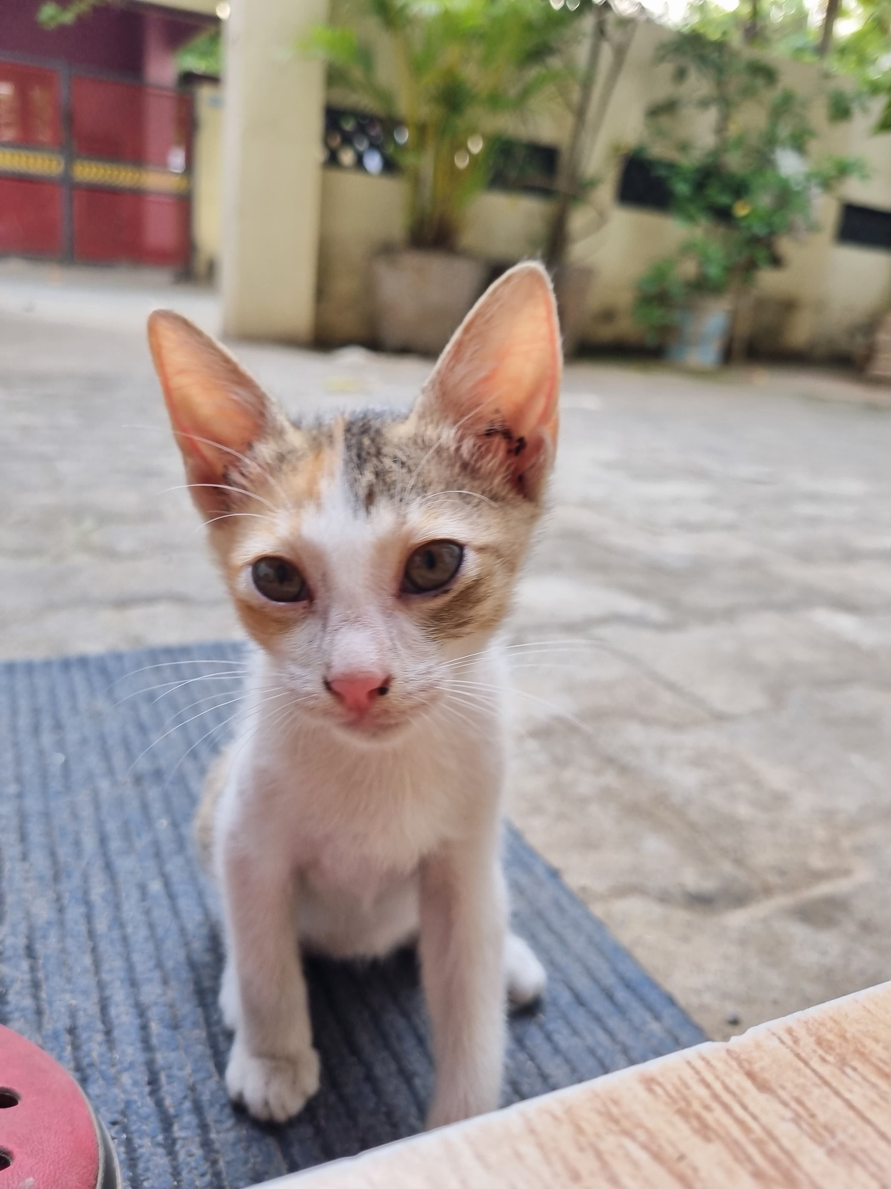 Main kitten image