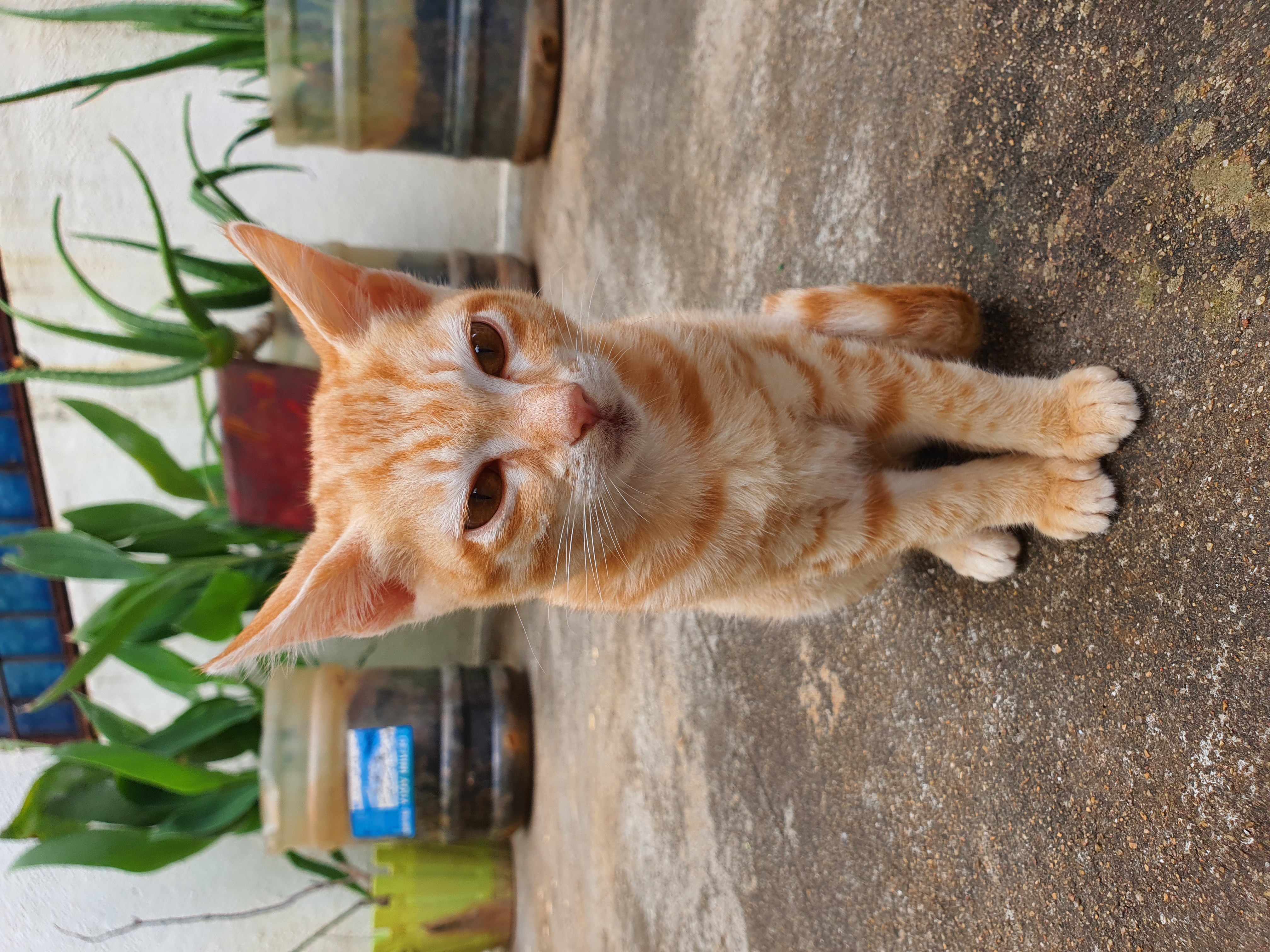 Main kitten image