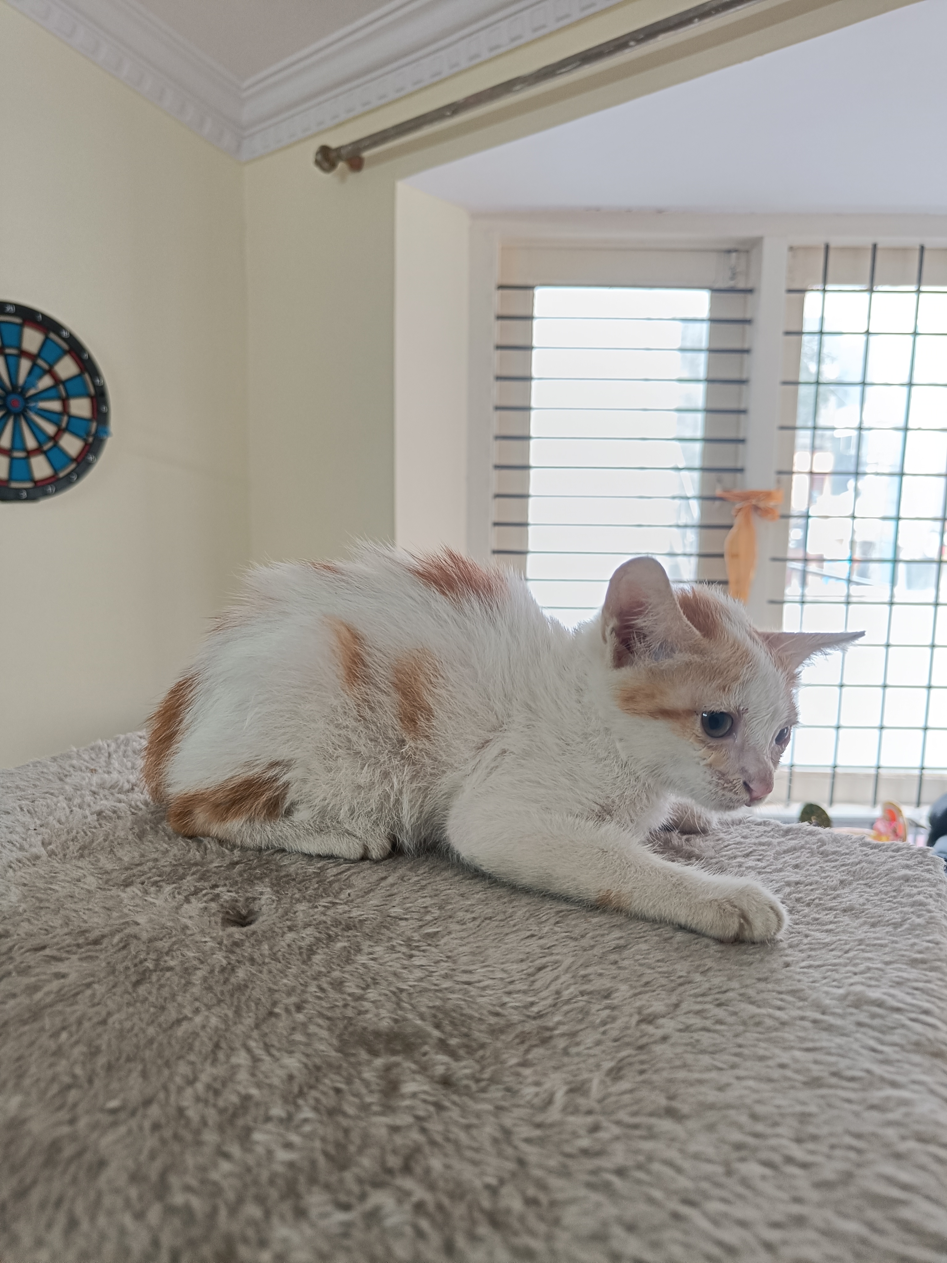 Main kitten image