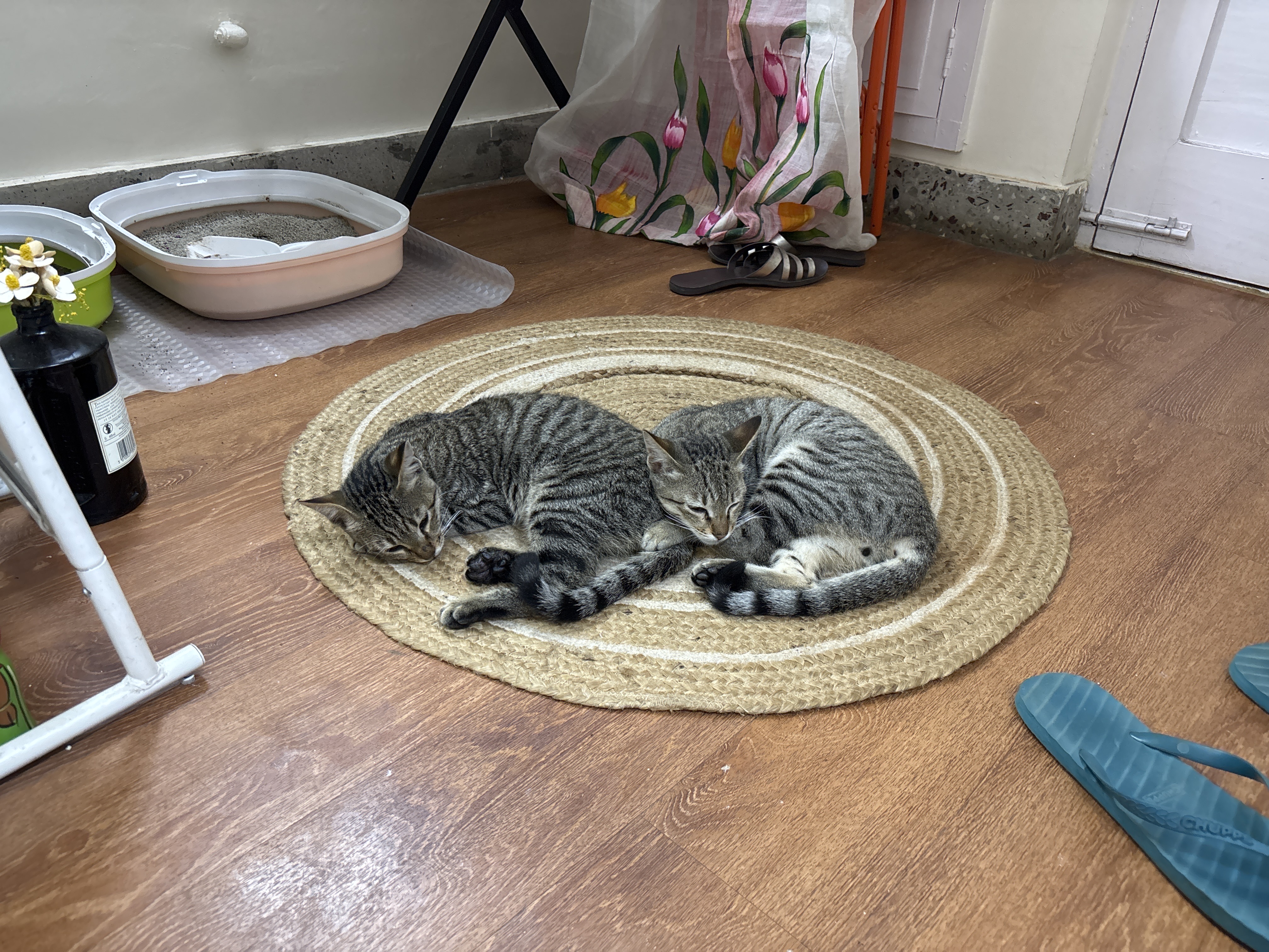 Main kitten image