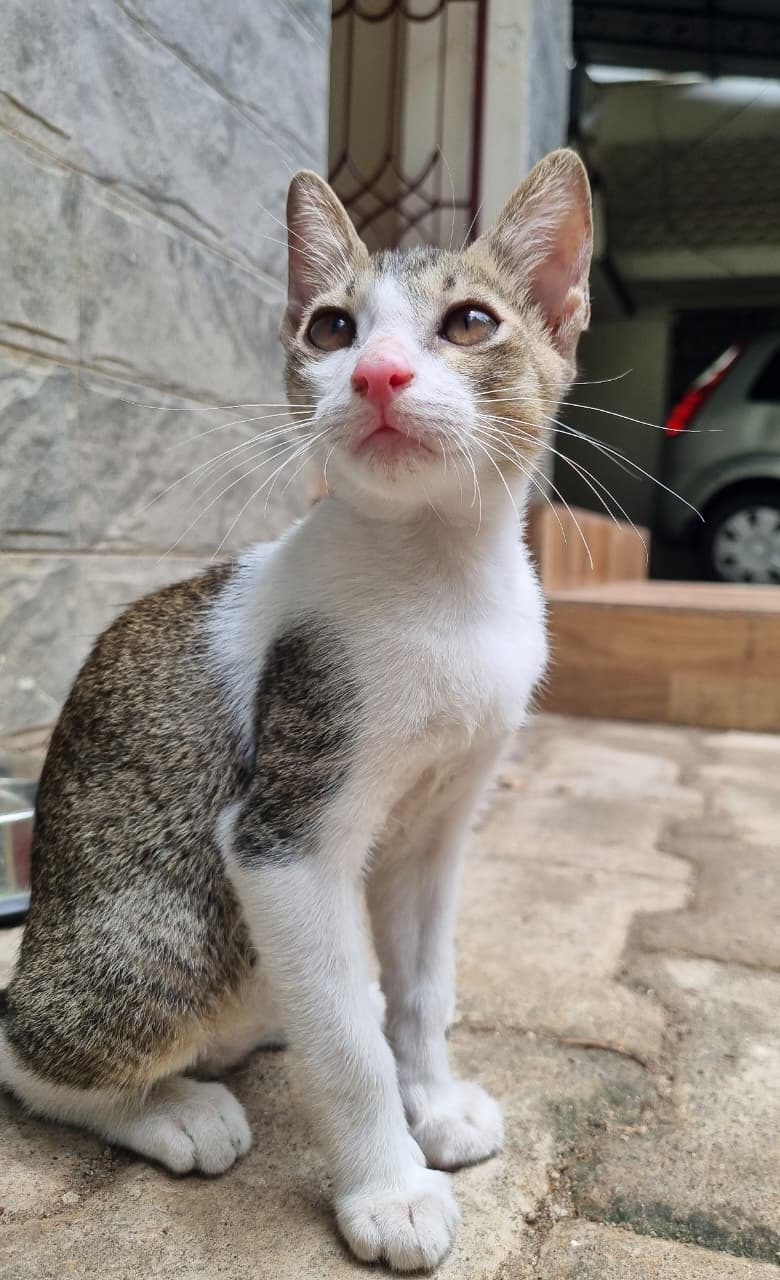 Main kitten image