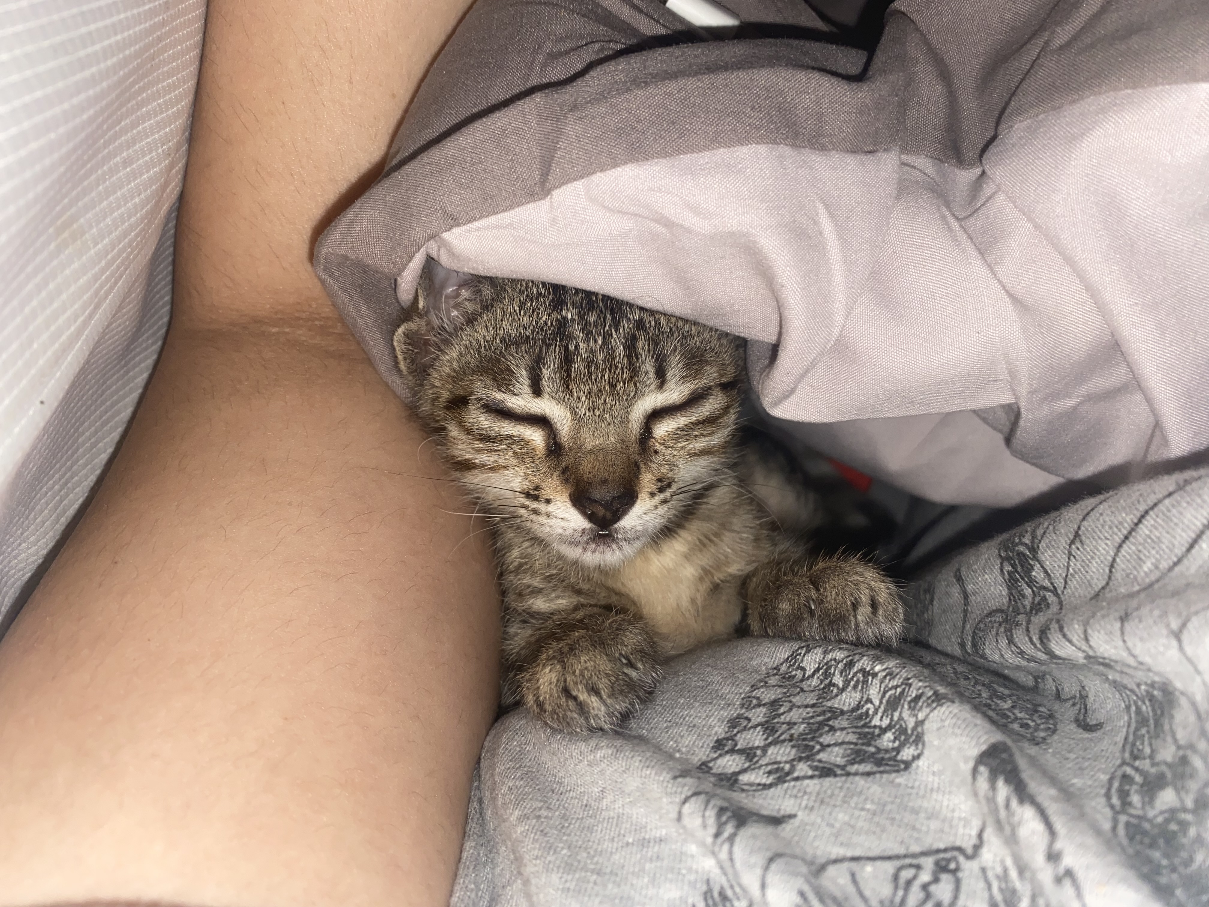 Main kitten image