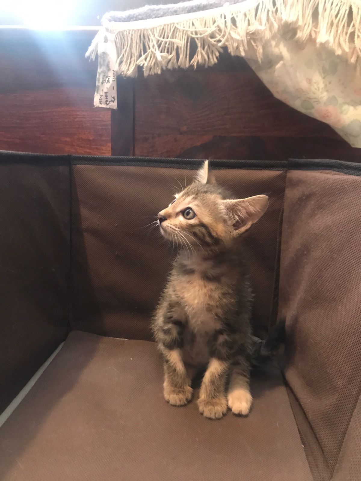Main kitten image