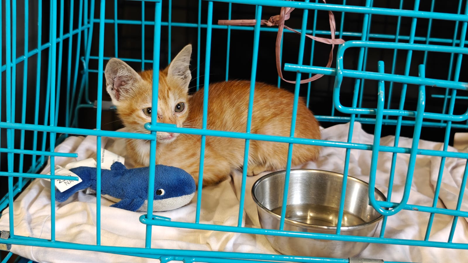 Main kitten image