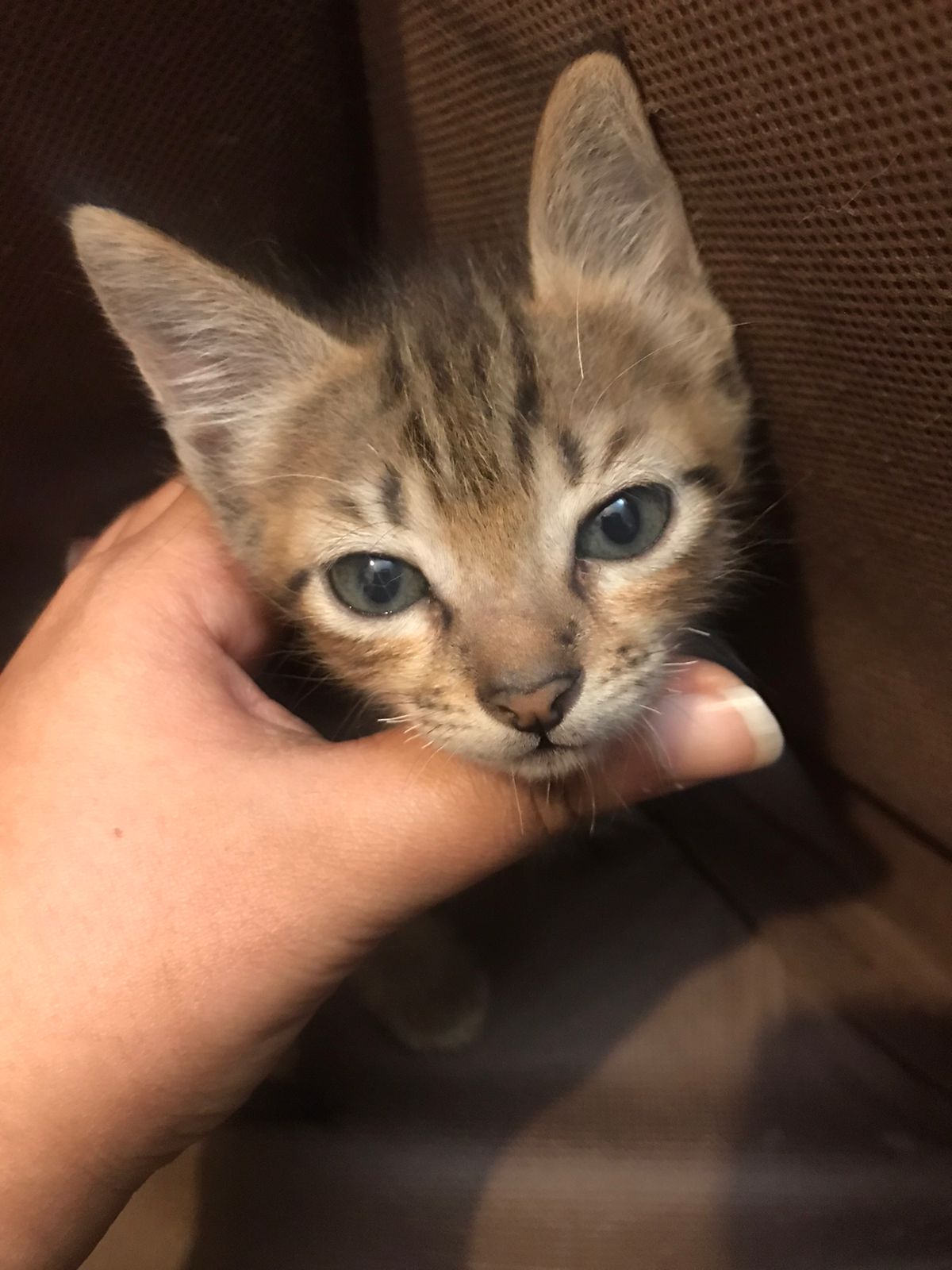 Main kitten image