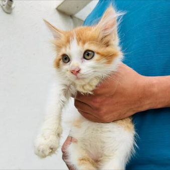 Main kitten image