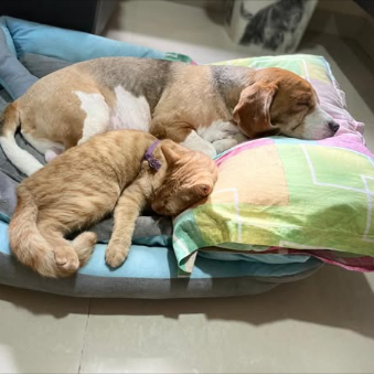 Main kitten image