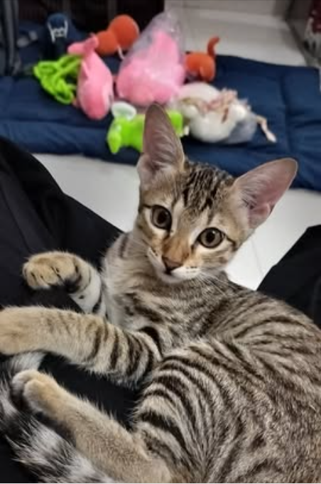 Main kitten image