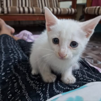 Main kitten image