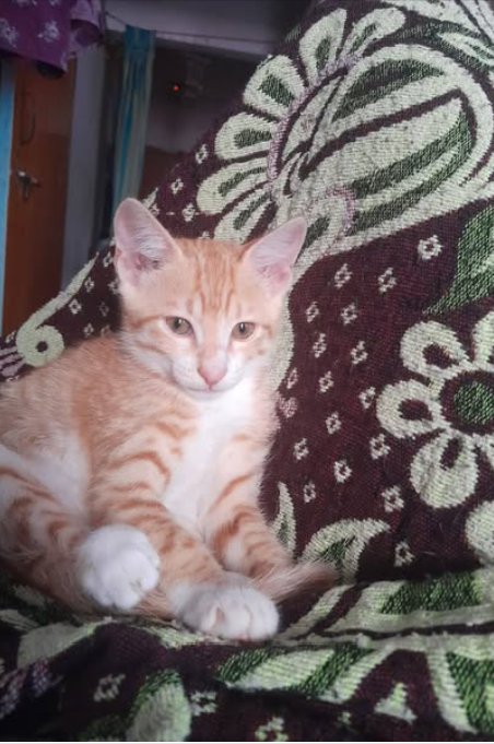 Main kitten image