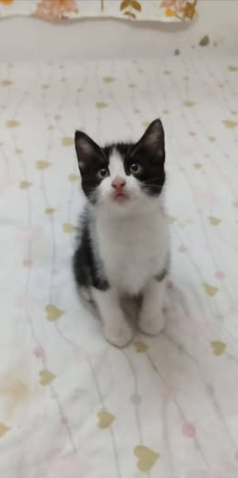Main kitten image