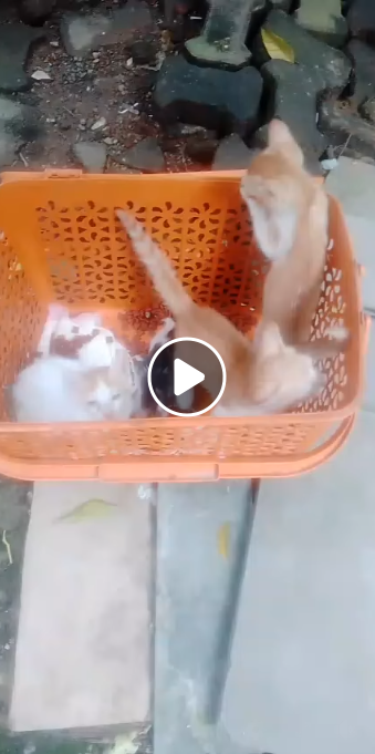 Main kitten image