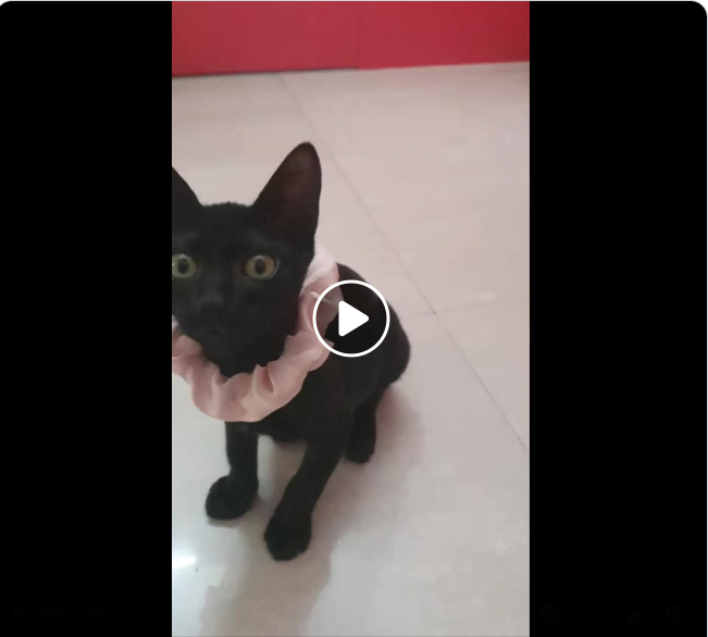 Main kitten image
