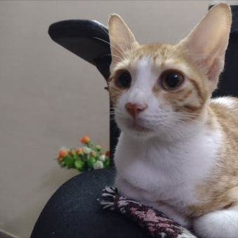 Main kitten image