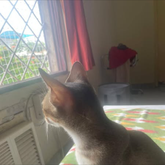 Main kitten image