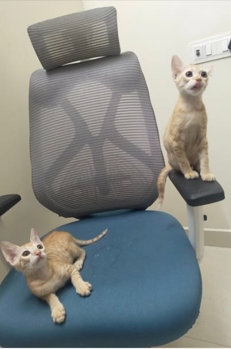 Main kitten image