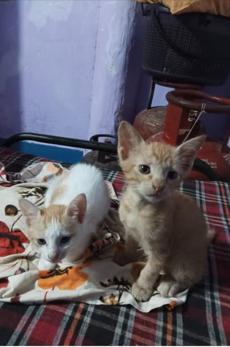 Main kitten image