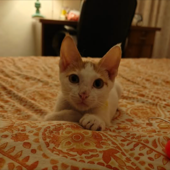 Main kitten image