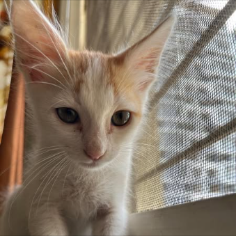 Main kitten image