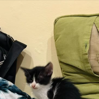 Main kitten image