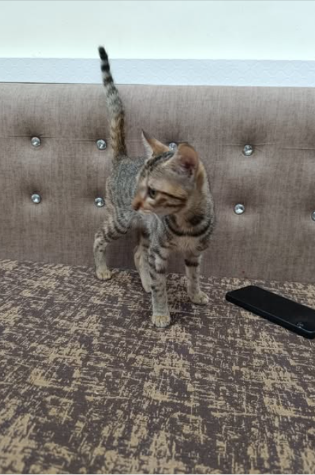 Main kitten image