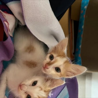 Main kitten image