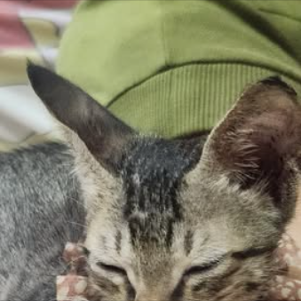 Main kitten image