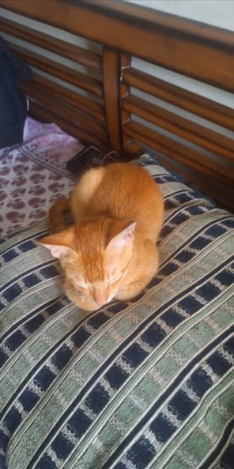 Main kitten image