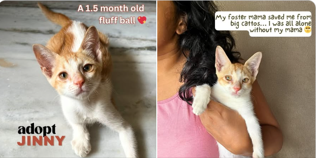 Main kitten image