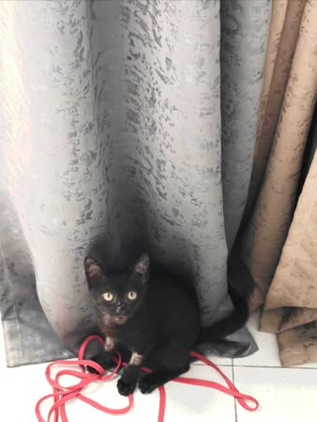 Main kitten image