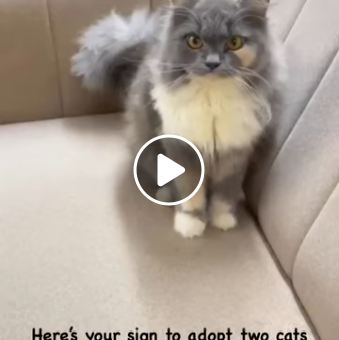 Main kitten image
