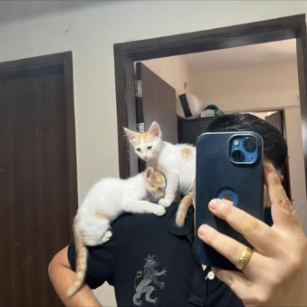 Main kitten image
