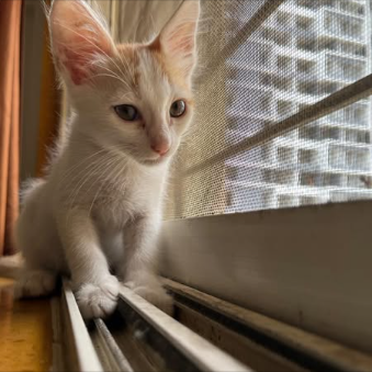 Main kitten image