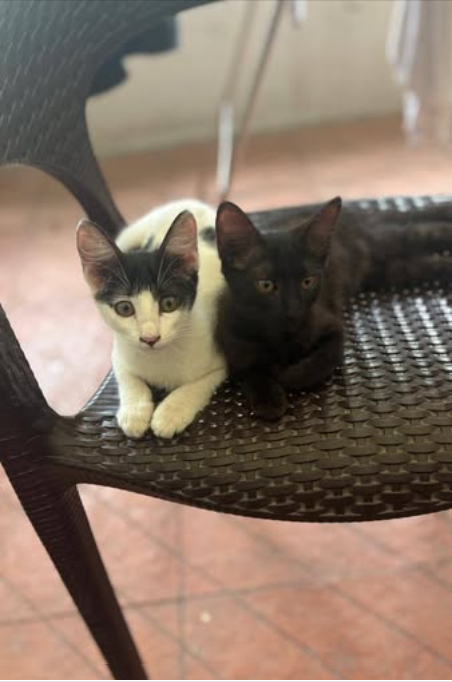 Main kitten image
