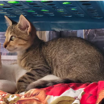 Main kitten image