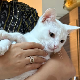 Main kitten image