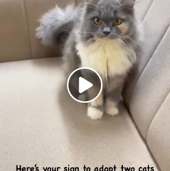 Main kitten image