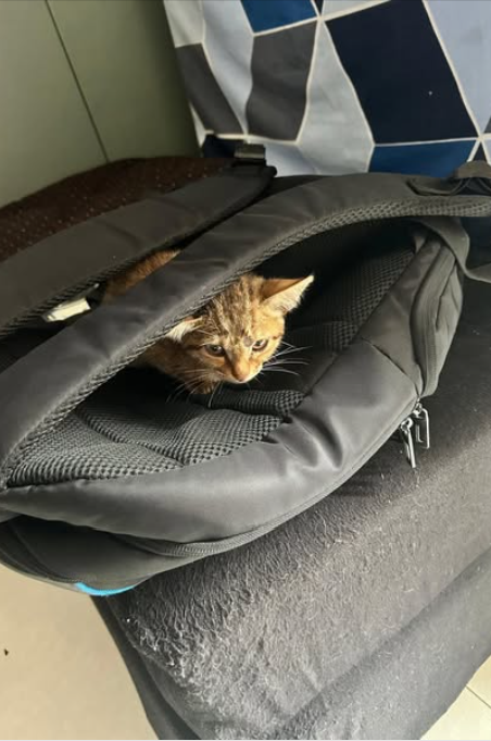 Main kitten image