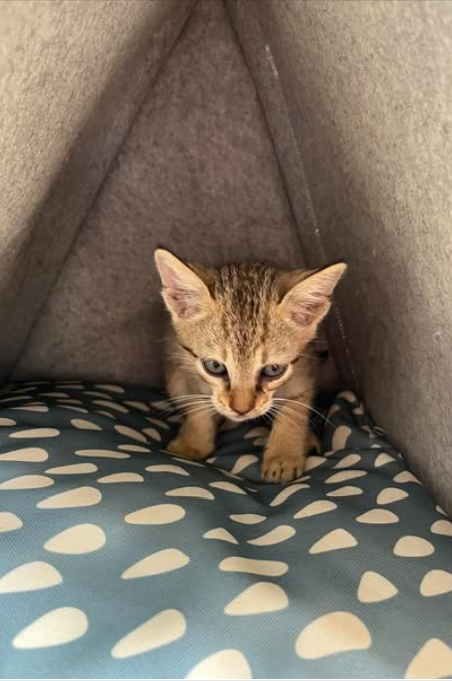 Main kitten image