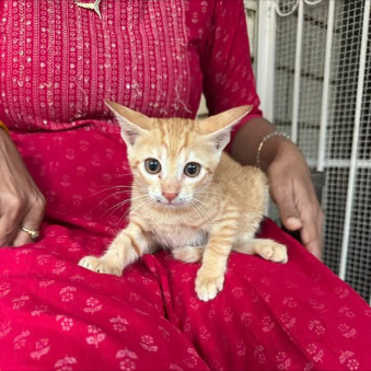 Main kitten image