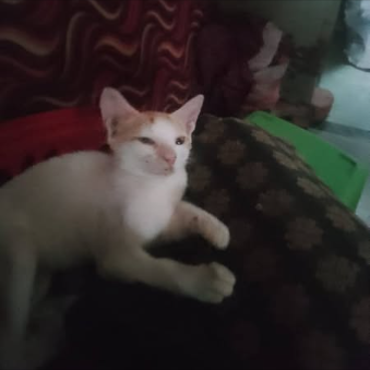 Main kitten image