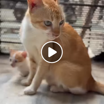 Main kitten image