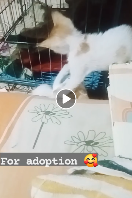 Main kitten image