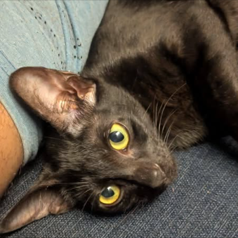 Main kitten image