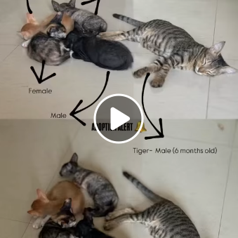 Main kitten image
