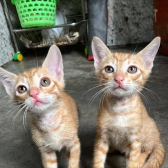 Main kitten image