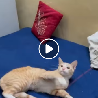 Main kitten image