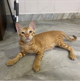 Main kitten image