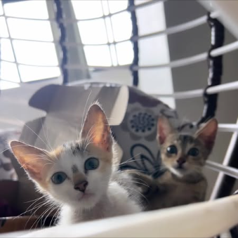 Main kitten image