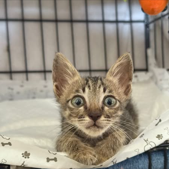 Main kitten image